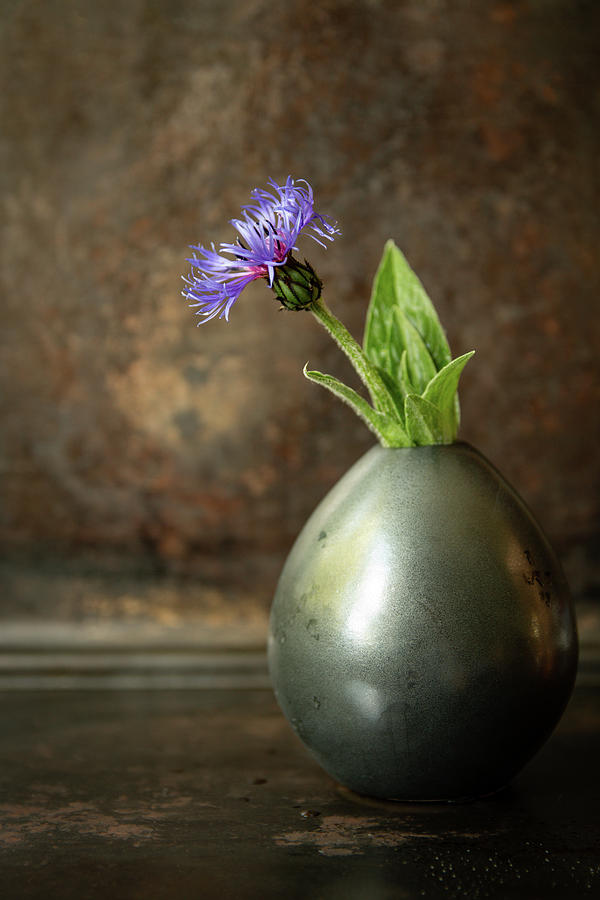 Single Blue Cornflower in vase by Edita Edith Anna Brus Single Blue Cornflower in vase by Edita Edith Anna Brus