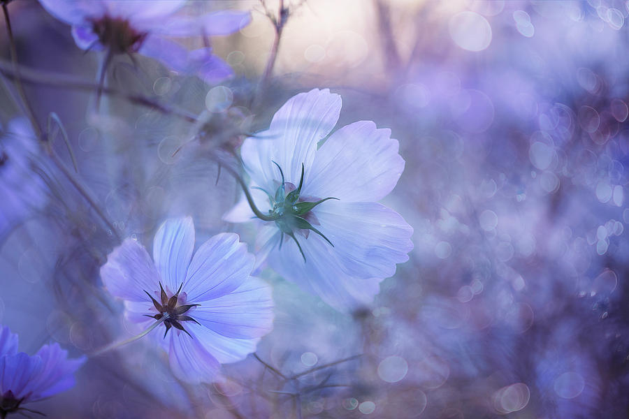 Flower Photograph - Blue Cosmos  by Magda Bognar