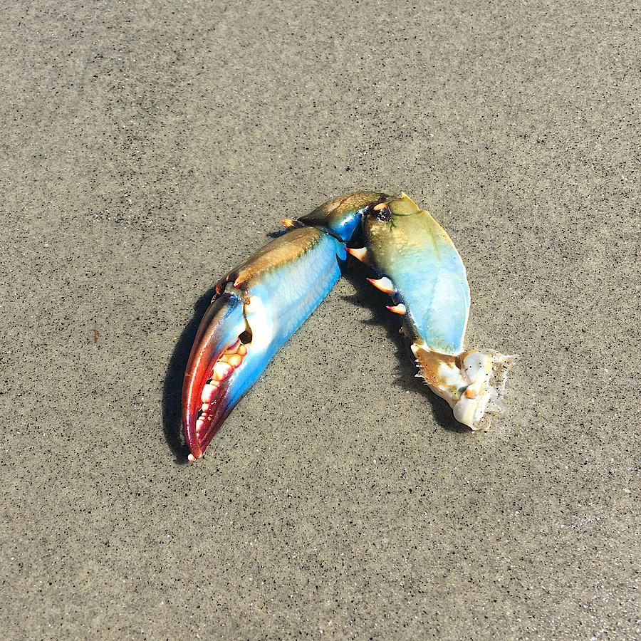 Blue Crab Claw Photograph by Luke Moore