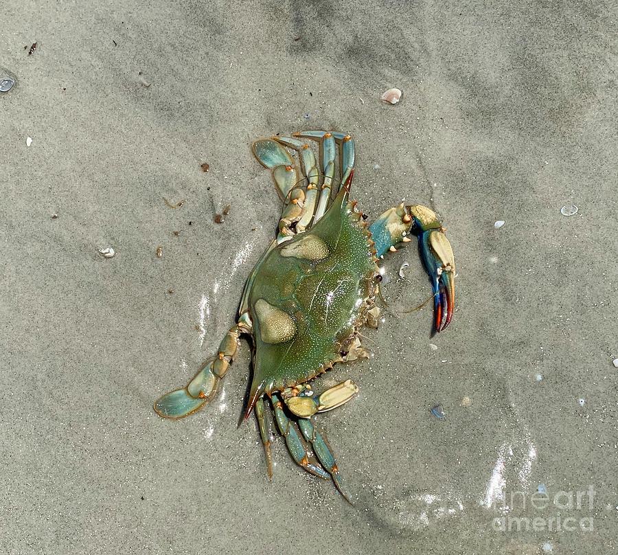 Blue Crab Photograph