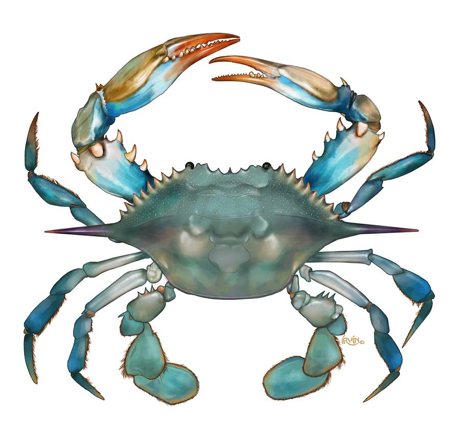 Blue Crab Digital Art by Trevor Irvin.