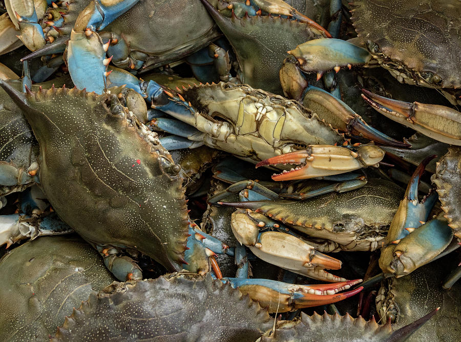 Blue Crabs Galore Photograph by Jean Noren