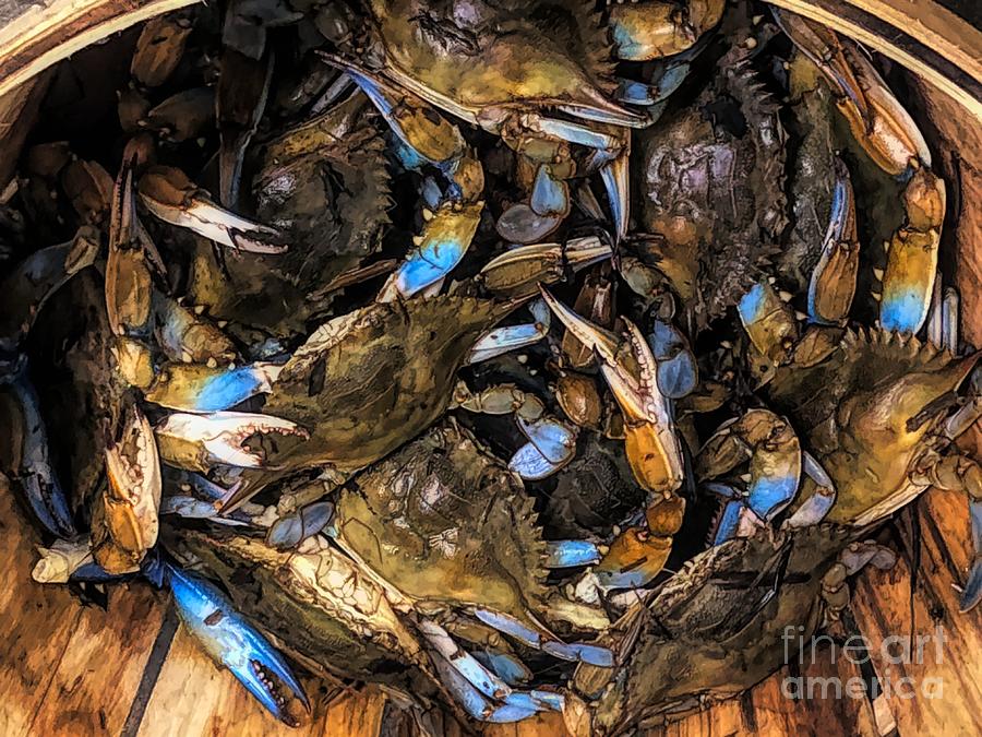 Blue Crabs Photograph by Paulette Thomas