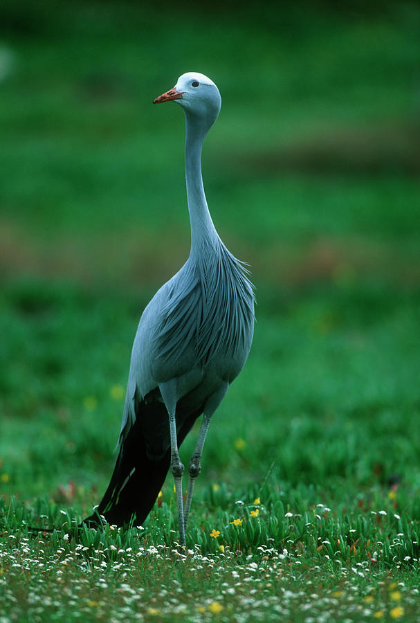 Blue Crane Anthropoides Paradisea Photograph by Nhpa