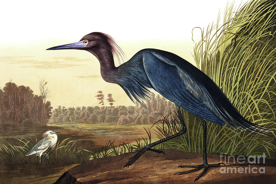Blue Crane or Heron, Ardea Coerulea Painting by John James Audubon