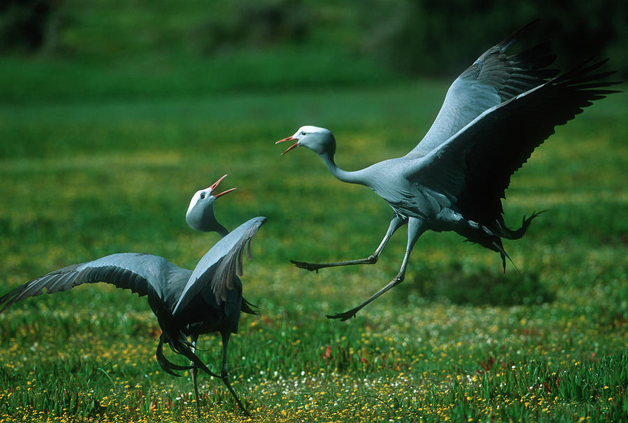 Blue Crane Pair In Courtship Display Photograph by Nhpa