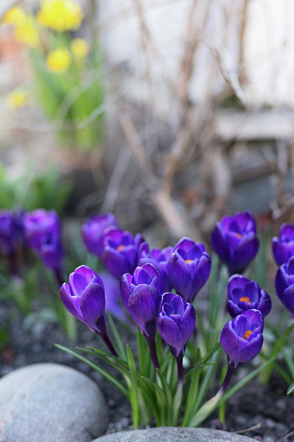 Blue Crocuses Behind Pebbles In Garden Photograph by Cecilia Mller