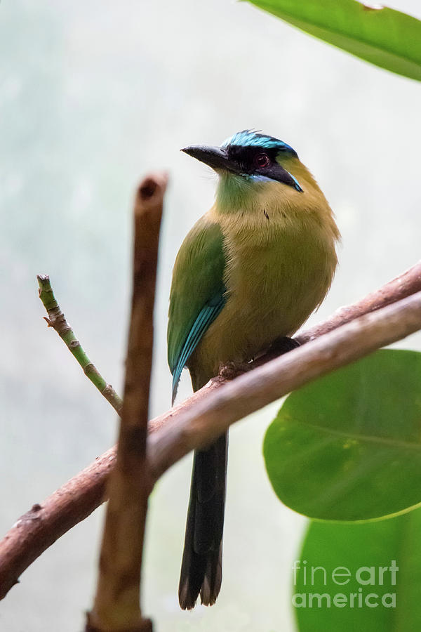 Blue-crowned Motmot Photograph by Ed Taylor