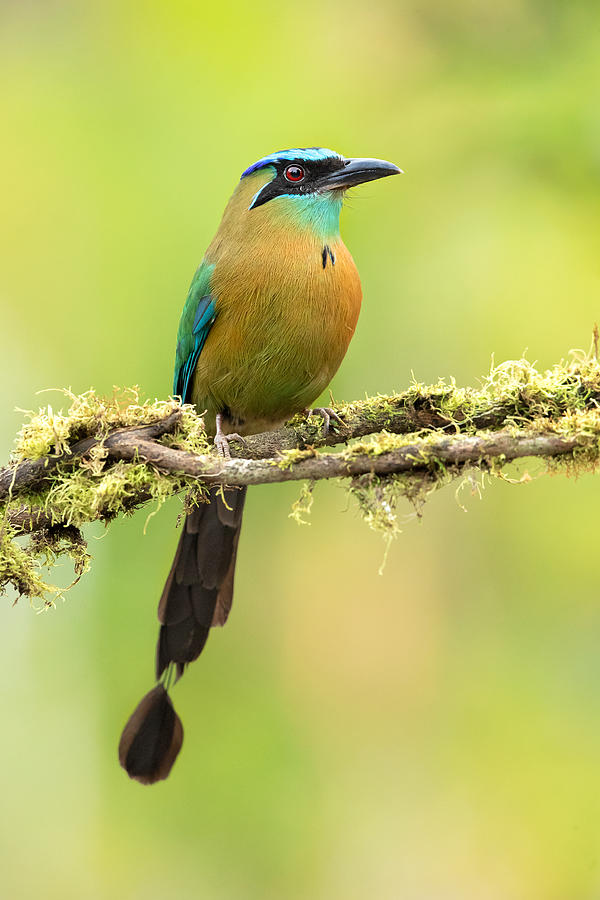 Blue-crowned Motmot Photograph by Milan Zygmunt