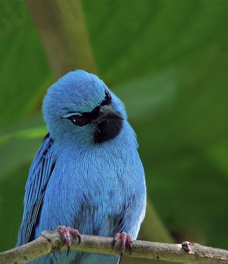 Blue Dacnis Photograph by Melinda Moore