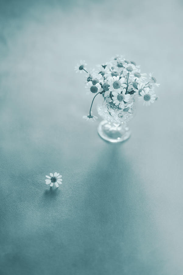 Daisy Photograph - Blue Daisies by Takiko Hirai