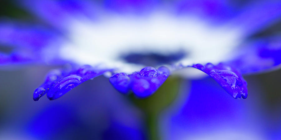 Blue daisy with raindrops Photograph by Jenco Van Zalk