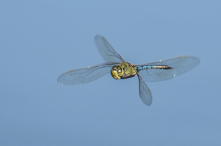 Common Green Darner Dragonfly 1695-101819 Photograph by Tam Ryan