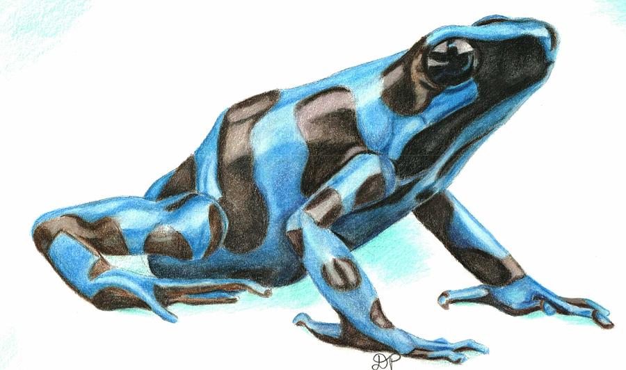 Blue Dart Frog Drawing by Dina Sorrenti | Fine Art America