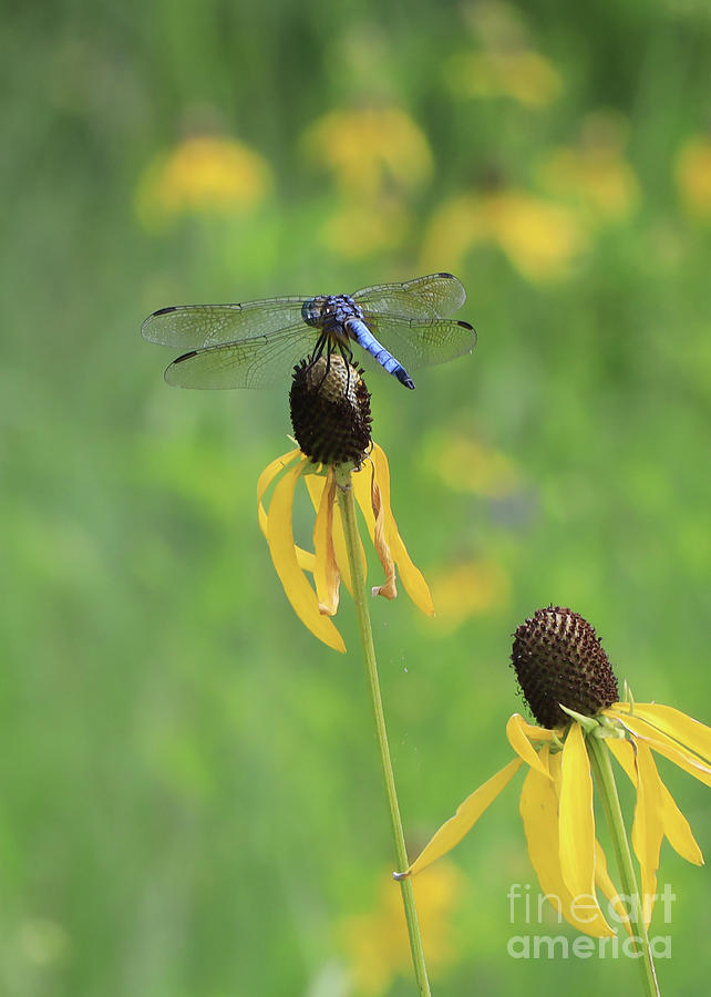Blue Dasher and Yellow Cone Flower Photograph by Paula Guttilla