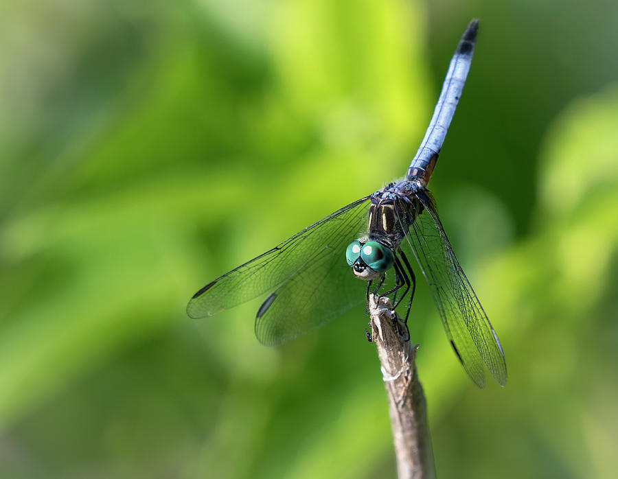 Blue Dasher Photograph by Art Cole