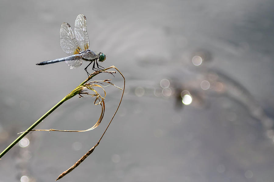 Blue Dasher at Delta Ponds by Belinda Greb Blue Dasher at Delta Ponds by Belinda Greb
