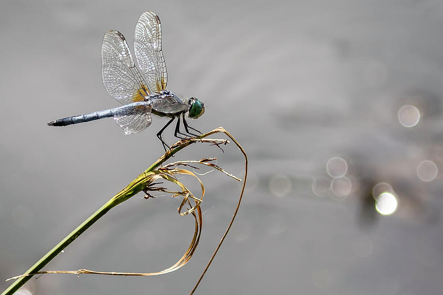 Blue Dasher at Delta Ponds close crop by Belinda Greb Blue Dasher at Delta Ponds close crop by Belinda Greb