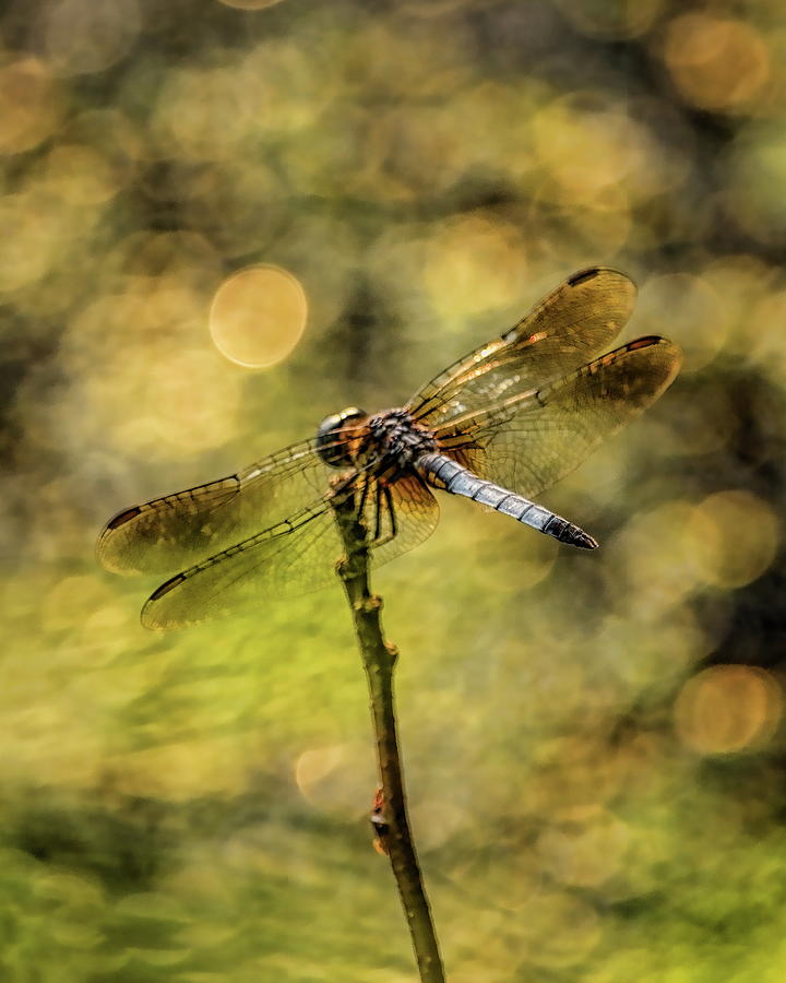 Blue Dasher Dragonfly And Bokeh Photograph by Dale Kauzlaric