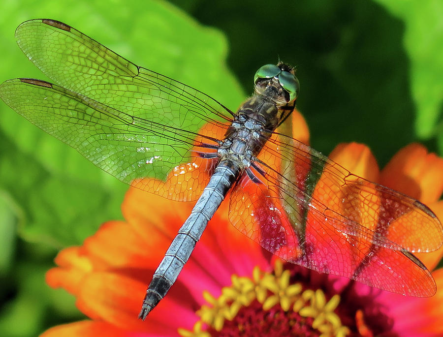 Blue Dasher Dragonfly and Zinnia Photograph by Valerie Hosna - Davis ...