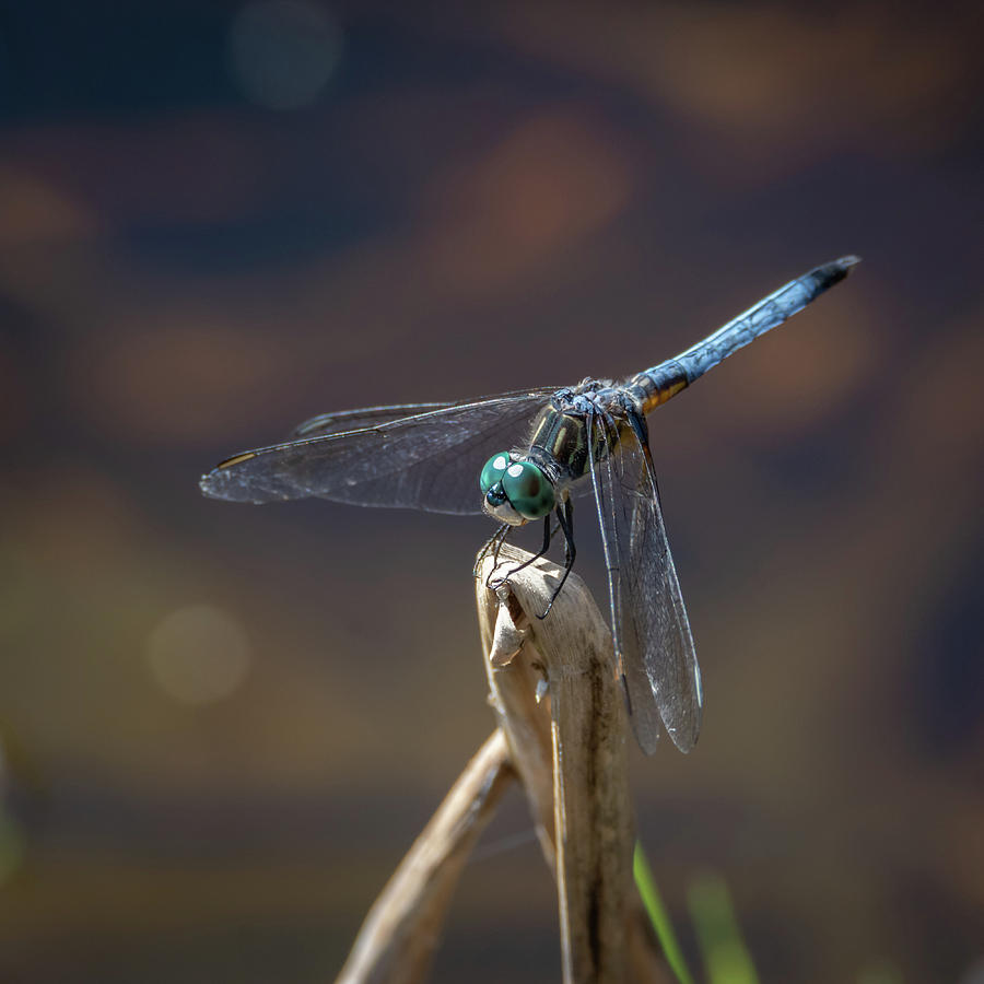 Blue Dasher Dragonfly Photograph by Debra Martz