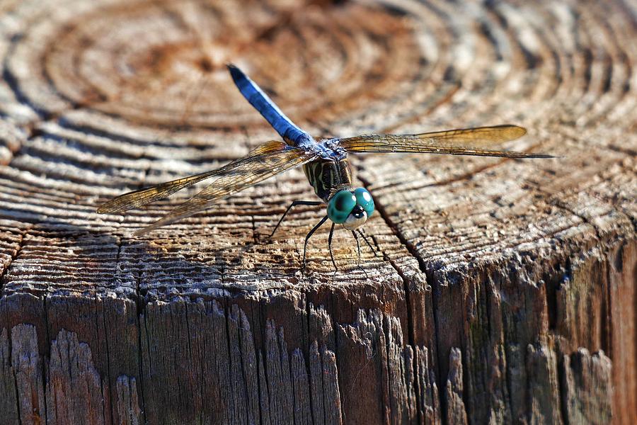 Blue Dasher Dragonfly Photograph by Don Columbus