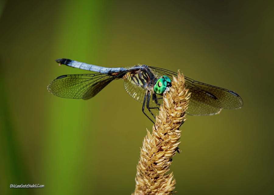 Blue dasher dragonfly Photograph by LeeAnn McLaneGoetz McLaneGoetzStudioLLCcom