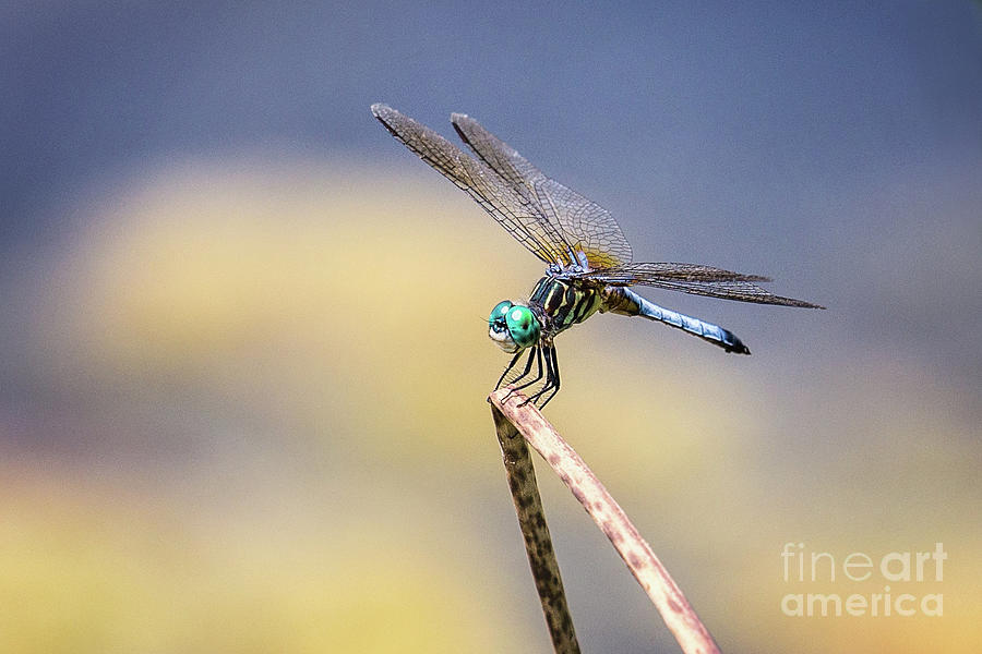 Blue Dasher Dragonfly On Point Photograph by Sharon McConnell