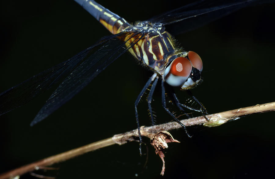 Blue Dasher Photograph by Larah McElroy
