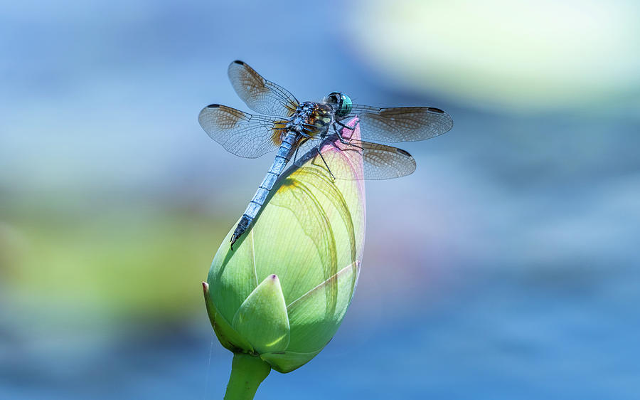 Blue Dasher on Lotus Bud Photograph by Michael Lee