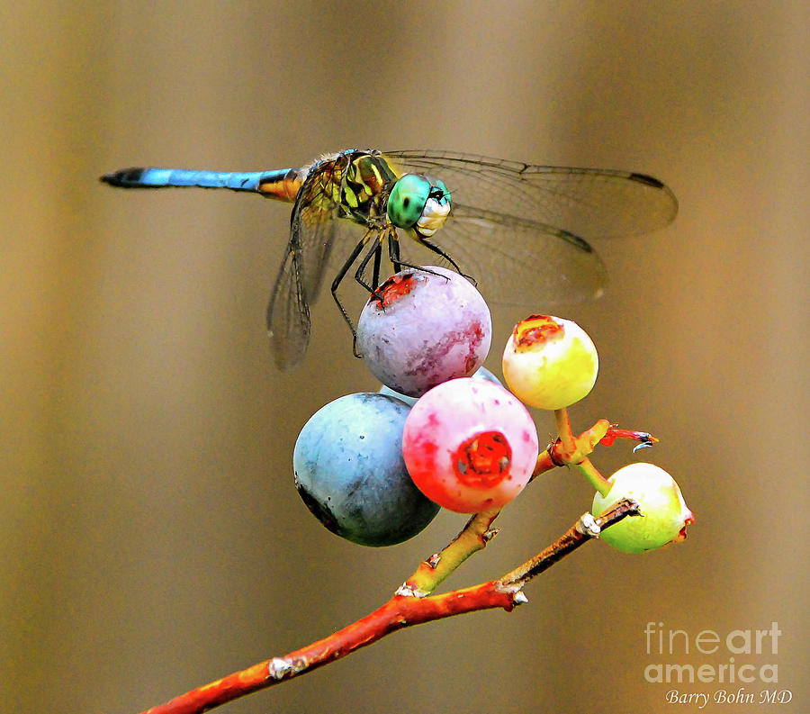 Blue dasher on blueberries Photograph by Barry Bohn