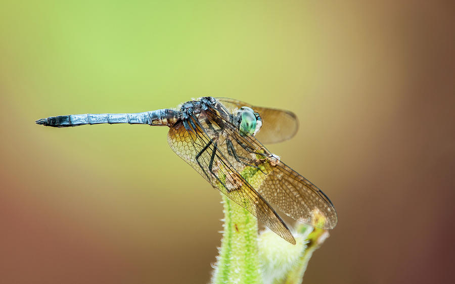 Blue Dasher Photograph by Todd Henson
