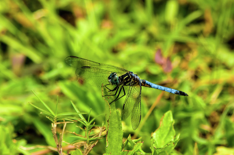 Insects Photograph - Blue Dasher by William Tasker