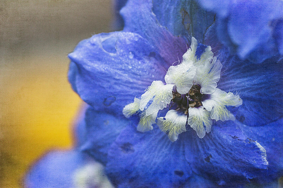 Blue Delphinium Photograph by Cindi Ressler