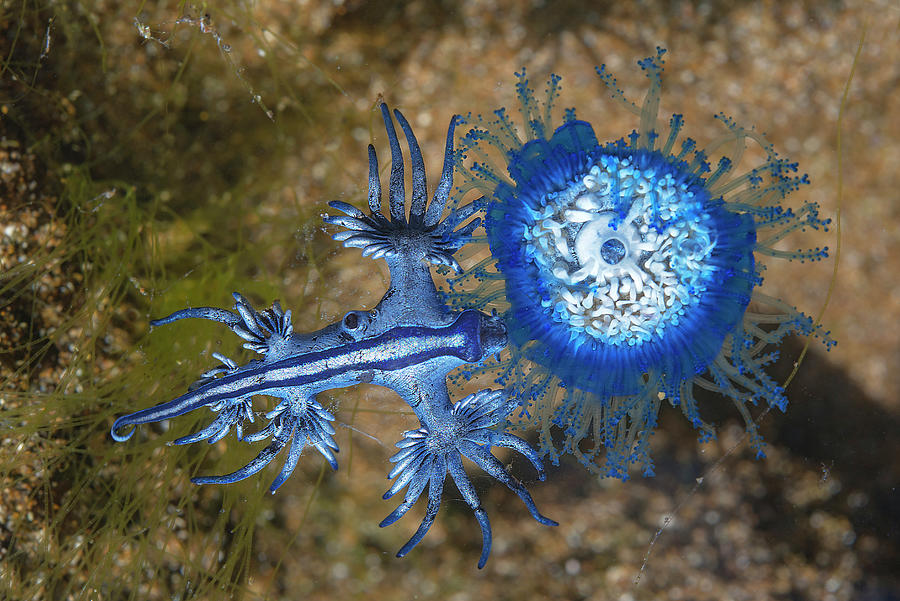 Blue Dragon Seaslug Feeding, Tenerife, Canary Islands Photograph By 