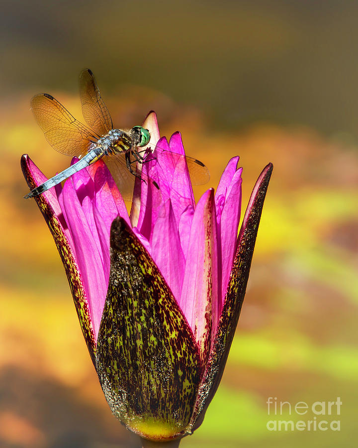 Spring Photograph - Angelic Blue Dragonfly and The Pink Water Lily by Sabrina L Ryan