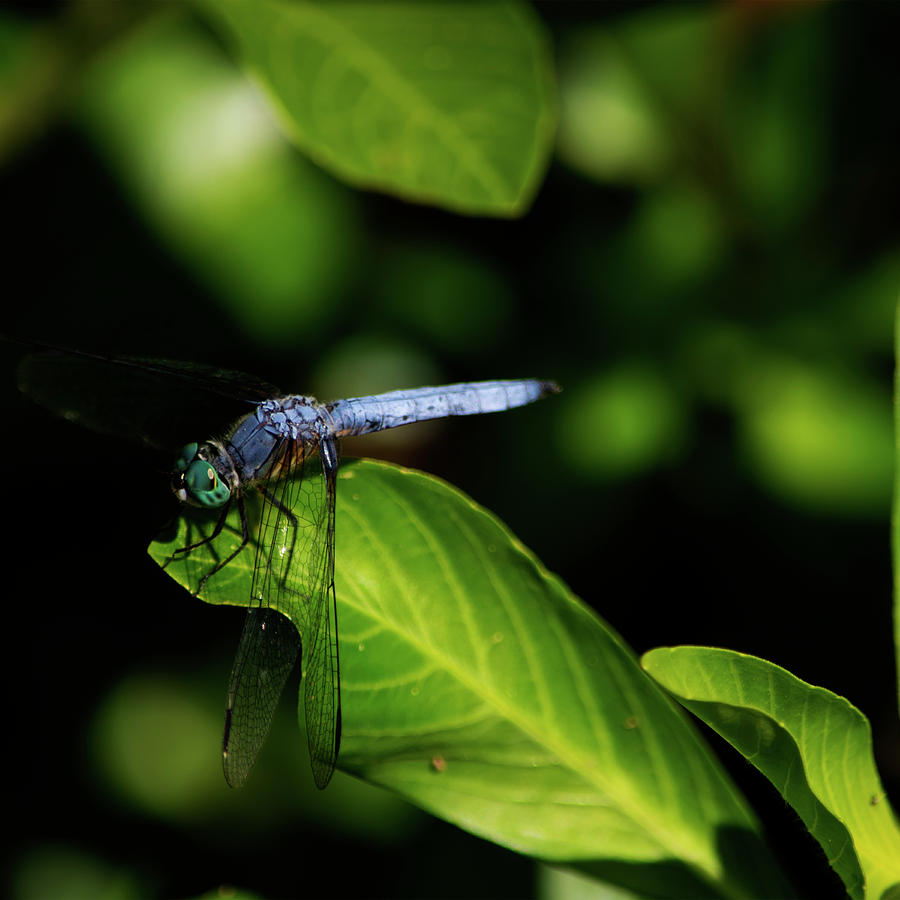 Blue Dragonfly Photograph by Bonnie Bruno