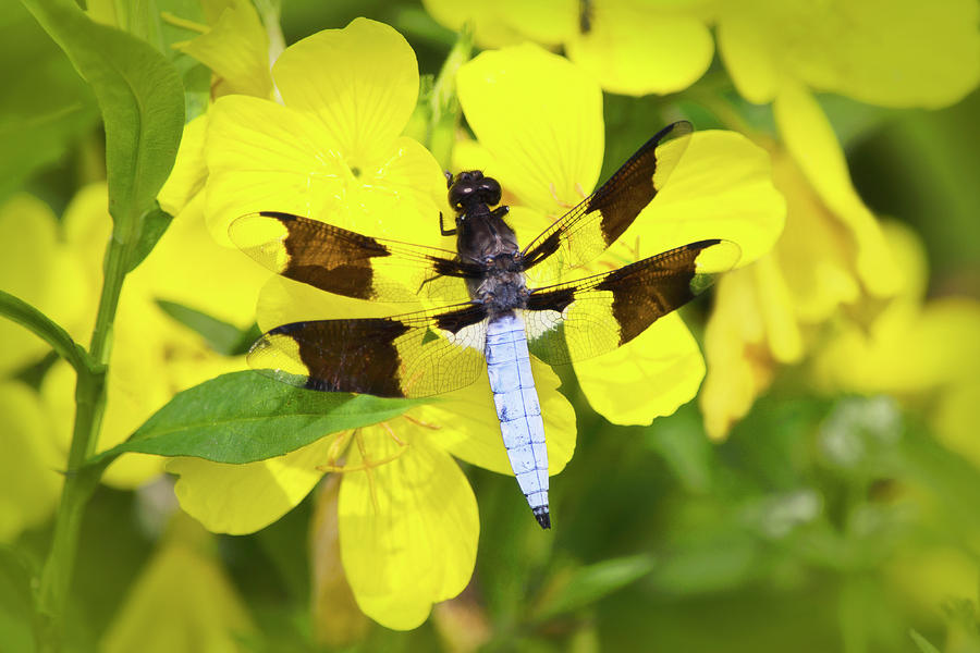 Blue Dragonfly Photograph by Christina Rollo