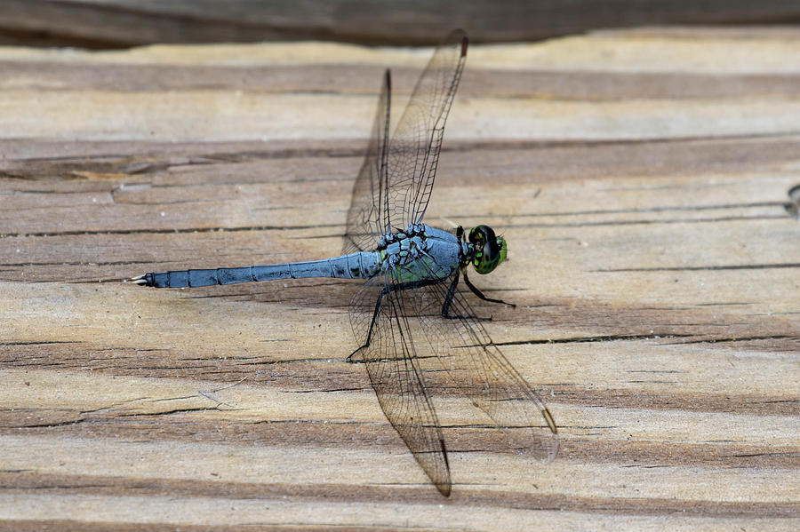 Blue Dragonfly Photograph by David Stasiak