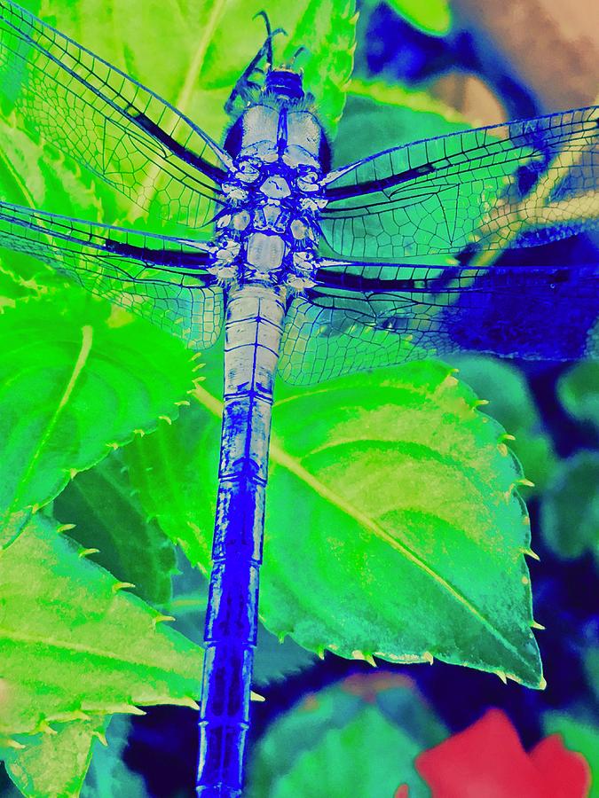 Blue Dragonfly Photograph by Debra Grace Addison