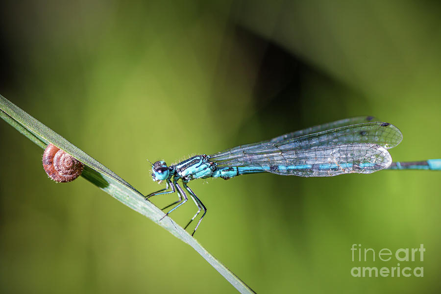 Blue Dragonfly insect perched on herb with small snail Photograph by Gregory DUBUS