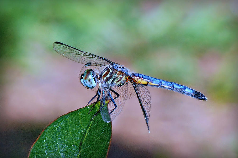 Blue Dasher Dragonfly Photograph by Marilyn DeBlock