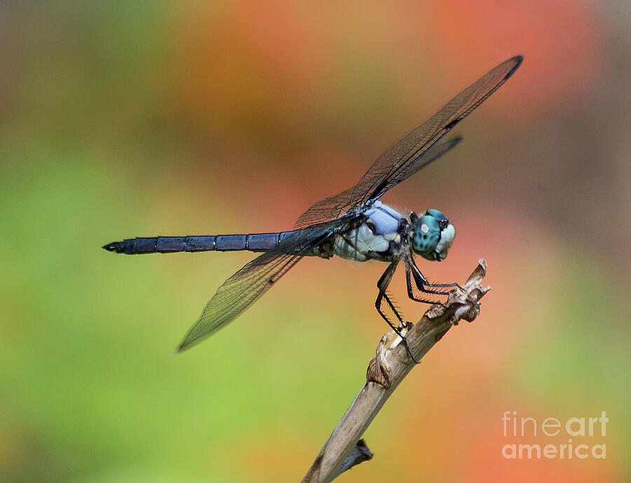 Blue Dragonfly Photograph by Michelle Tinger