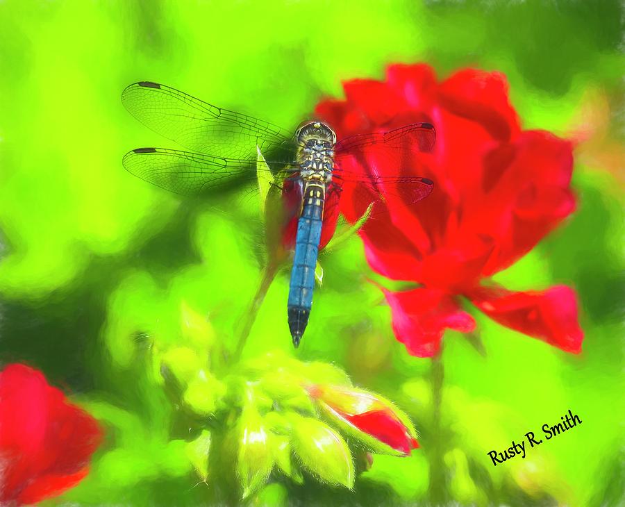 Blue Dragonfly on a red flower. by Rusty R Smith Blue Dragonfly on a red flower. by Rusty R Smith