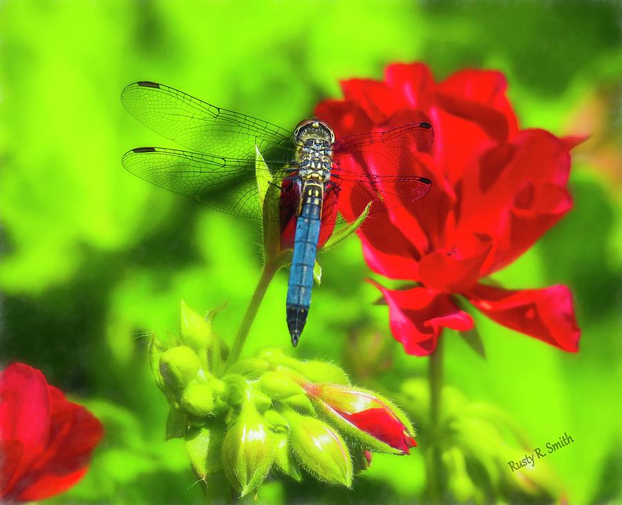 Blue Dragonfly on red flower. by Rusty R Smith Blue Dragonfly on red flower. by Rusty R Smith