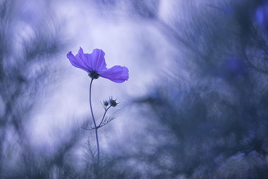 Blue Dream Photograph by Benjamine Hullot Scalvenzi