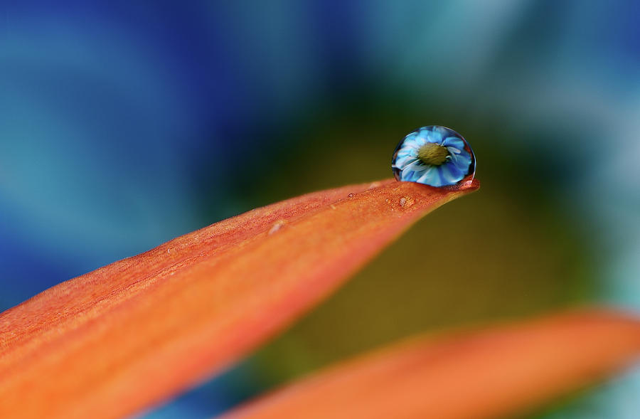 Flower Photograph - Blue Drop.. by Mohammed Al-furaih