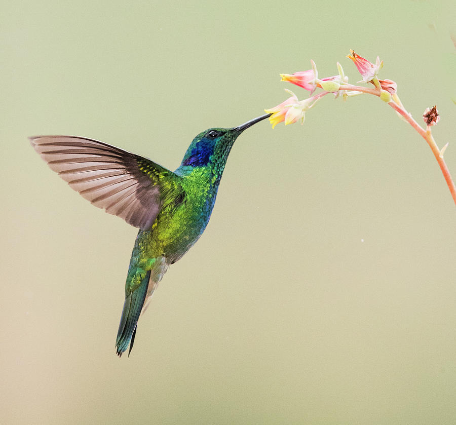 Nature Photograph - Blue-eared Violet Hummingbird Feeding by Panoramic Images