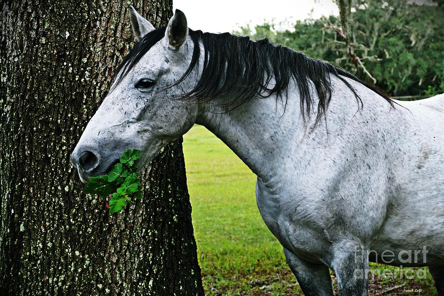 Horse Photograph - Blue Eats Greens by Sarah Loft