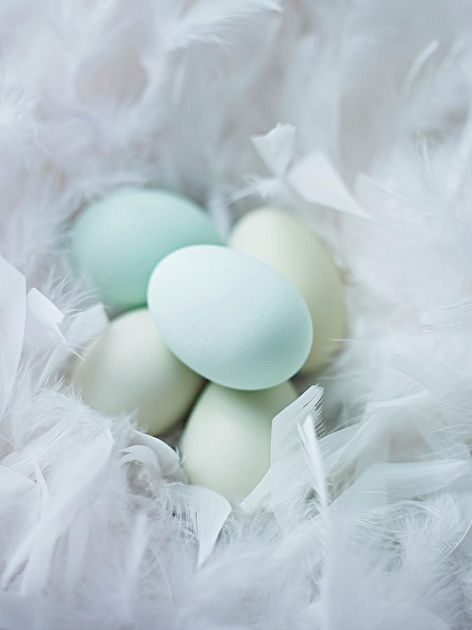 Blue Eggs In A Nest Of Soft Feathers Photograph by Myles New